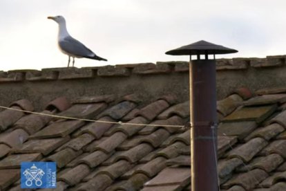 La gaviota que amenizó la espera en la Plaza de San Pedro