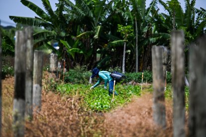 Un trabajador migrante trabaja en una granja de Homestead, Florida, el 25 de abril de 2025.