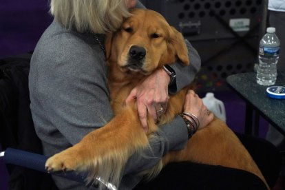 Golden Retriever en Nueva York/ Tomothy A. Clary