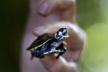 Una persona sostiene una tortuga pequeña (Archivo)