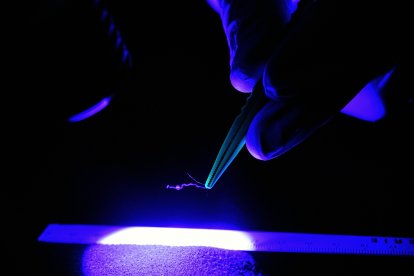 Un especialista forense analiza un caso (Archivo)