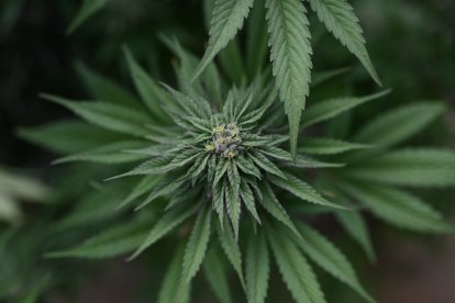 Planta de marihuana. Imagen de archivo
