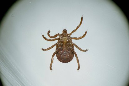 Imagen referencial de una garrapata
