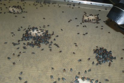 Fotografía de una bandeja con moscas de la mosca barrenadora