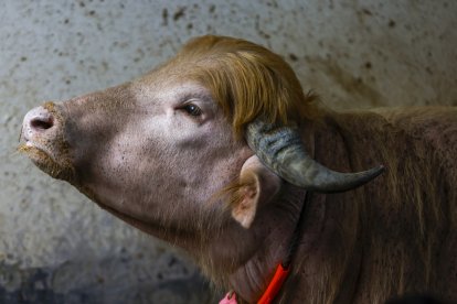 Imagen del búfalo albino apodado «Donald Trump»