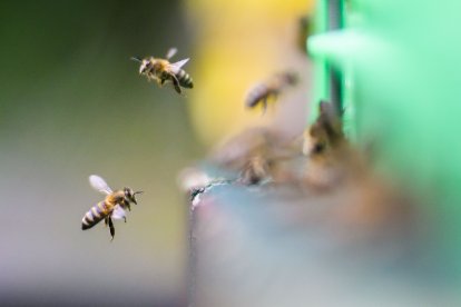 Imágenes de abejas (Archivo)