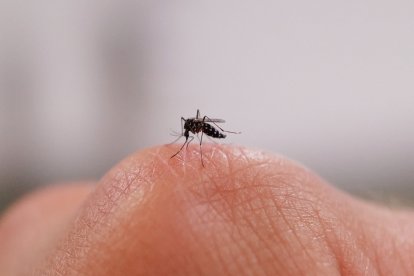 Una imagen de un mosquito sobre una mano (Archivo)
