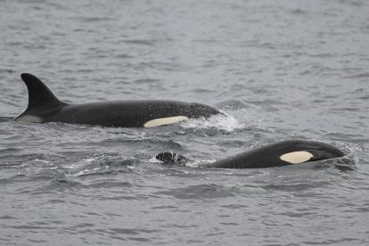 Vista general de una orca, también conocida como ballena asesina, en el Mar del Norte