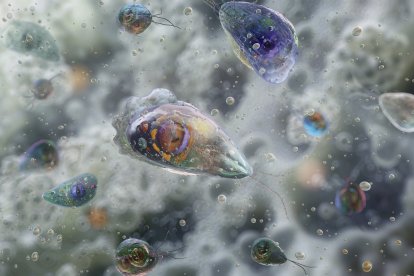 Imagen de Naegleria fowleri