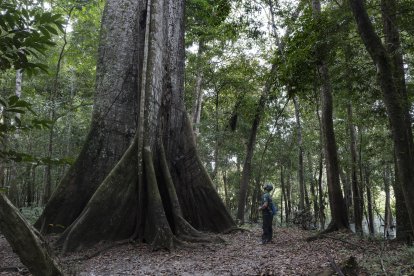 Una ceiba en la selva amazónica.