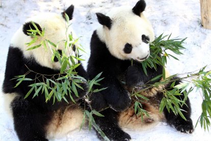 Este martes cayó la primera nevada de la temporada en Weifang en la provincia china de Shandong. En la imagen, los pandas Qinchuan y Lele comen plácidamente hojas de bambú en el Parque Jinbao de esa ciudad.