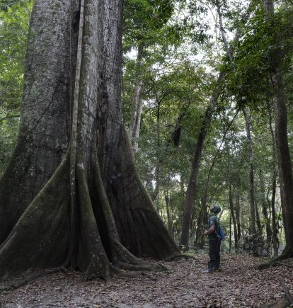 Una ceiba en la selva amazónica.