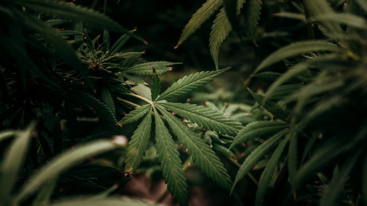 Planta de marihuana (imagen de archivo).