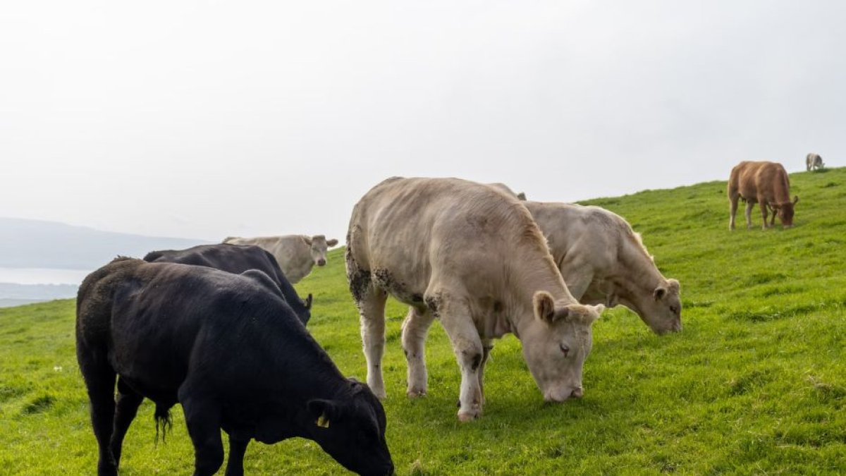 Vacas pastan en los acantilados de Moher, en Irlanda.