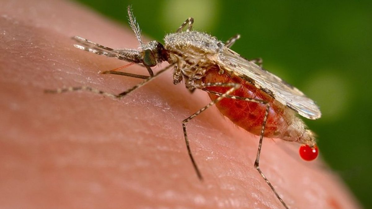 Un moquito anopheles pica a un humano.