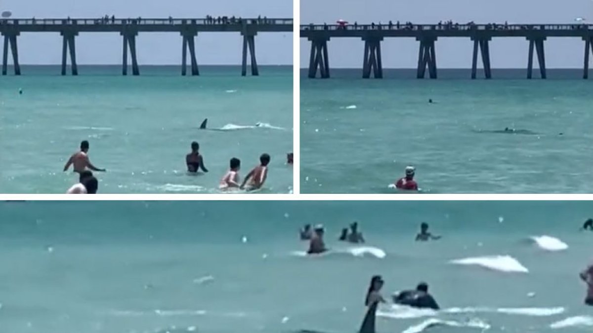 La presencia de un tiburón en Navarre Beach (Florida) provoca la evacuación de la playa.