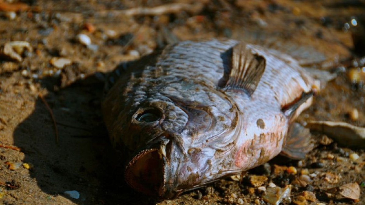 Un pez muerto.
