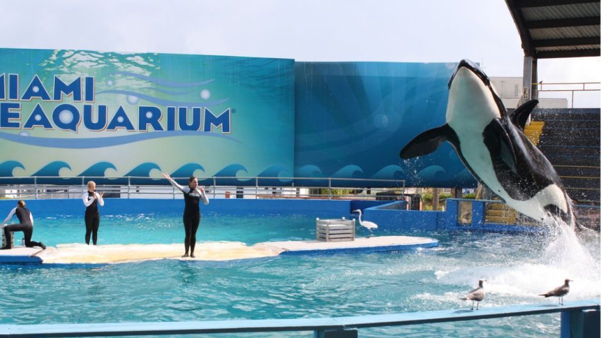 La orca Lolita saltando durante un show en el acuario de Miami.