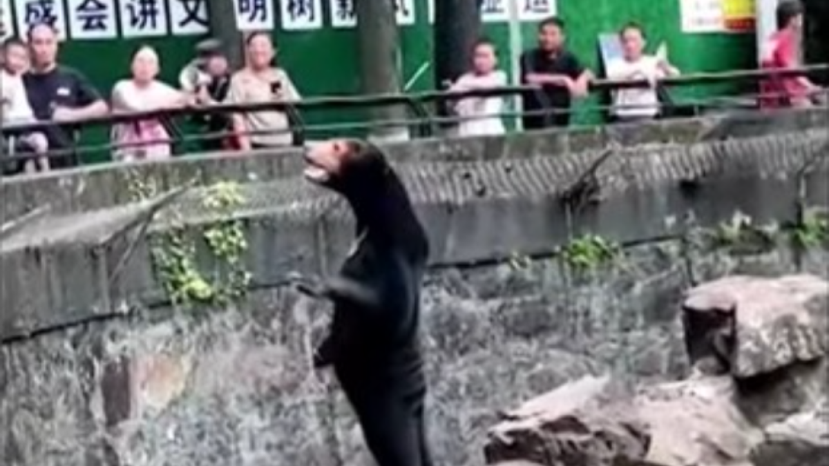 Hangzhou Zoo's Malayan bear