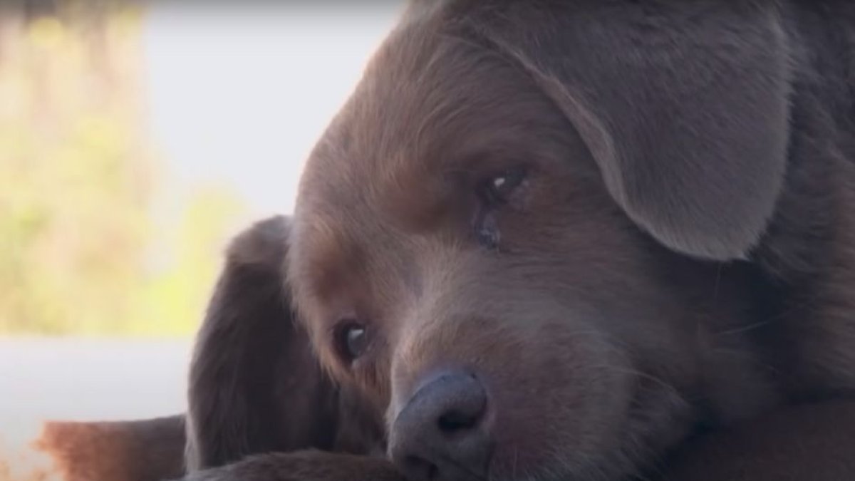 Captura de pantalla de un vídeo que Inside Edition realizó a Bobi, el perro más viejo del mundo. El can murió el sábado, 21 de octubre de 2023, a los 31 años.