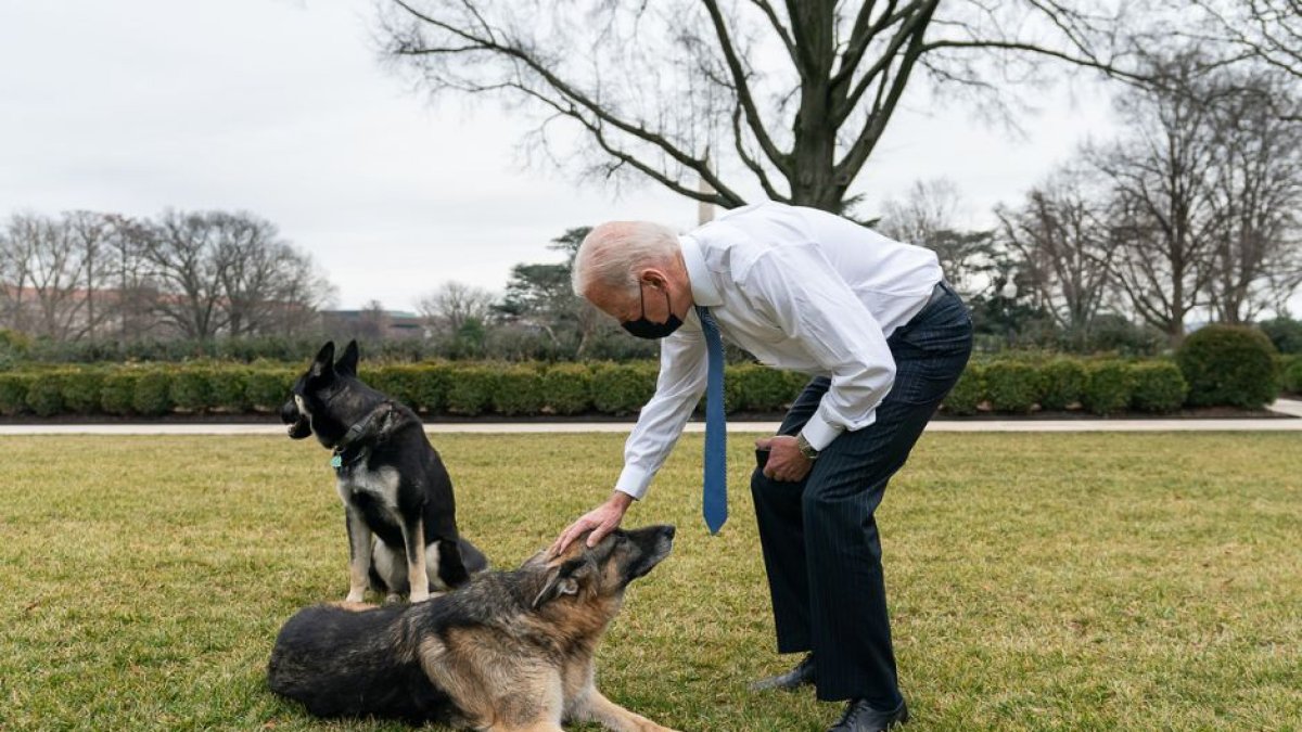 Biden juega con perros en los jardines de la Casa Blanca.