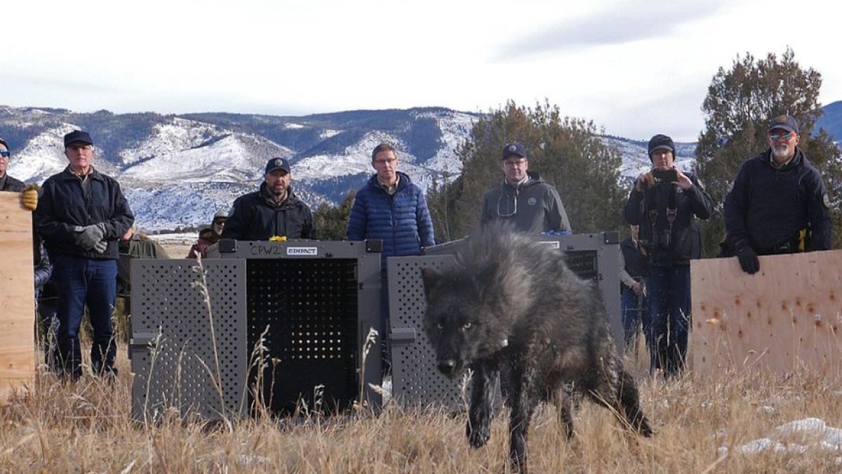 Las autoridades de Colorado liberan un lobo gris en el estado
