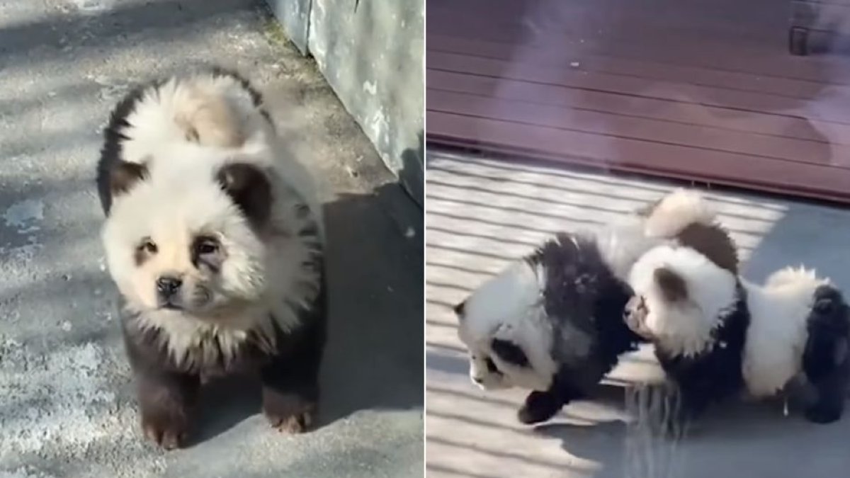 Un zoológico de China exhibe a dos perros teñidos simulando que son osos panda.