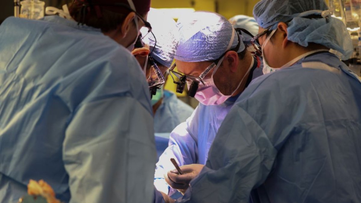 Cirujanos realizan en el Hospital General de Massachusetts el primer trasplante de riñón de cerdo modificado genéticamente a un ser humano vivo.