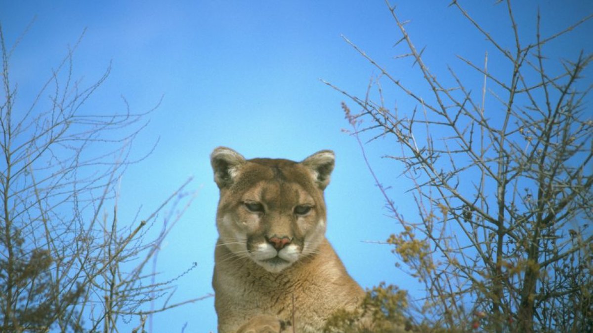 Imagen de archivo de un puma en California tomada en el año 2011.