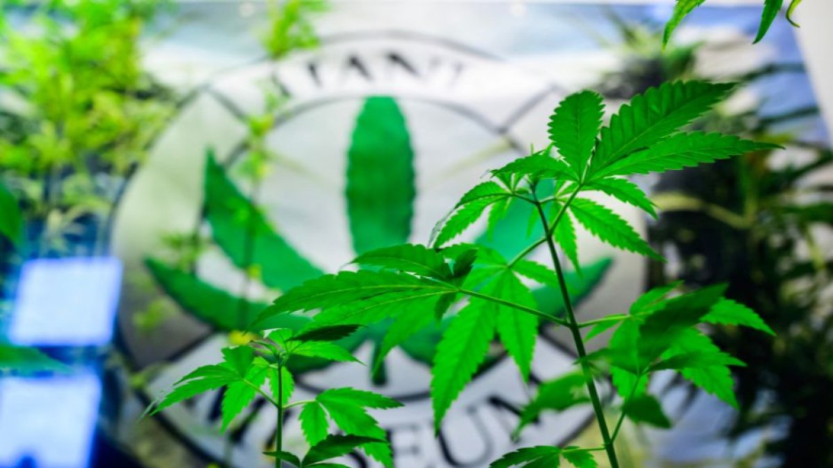 ¿Adiós a la industria del “cannabis legal”? La Cámara votará por una enmienda en la ley agraria que prohibiría el Delta-8 THC en EEUU