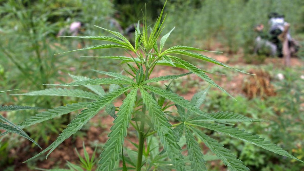 Una planta de Marihuana.