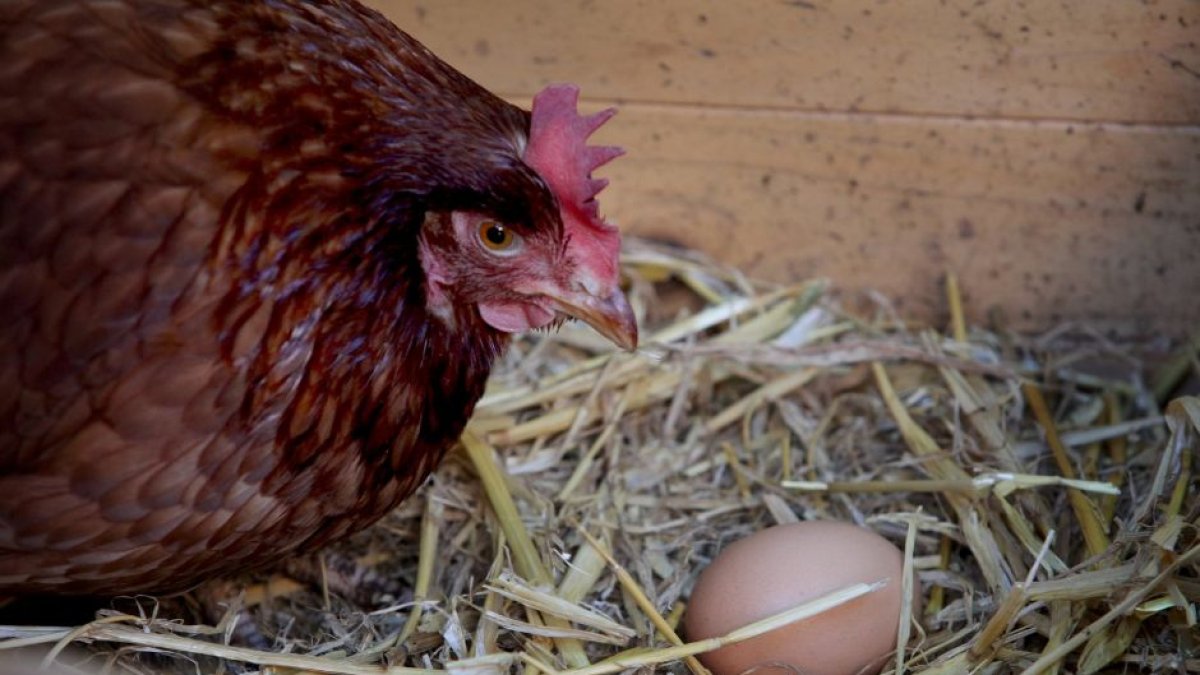 Imagen de archivo de una gallina ponedora. Una granja en Iowa tuvo que sacrificar a 4,2 millones de ejemplares tras detectarse un nuevo brote de gripe aviar.