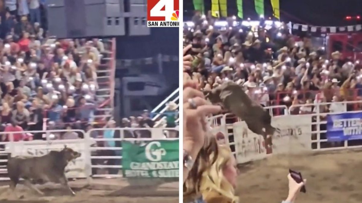 Captura de pantalla de un video de News 4 San Antonio que muestra el momento en que un toro se escapa de un rodeo en Oregón.