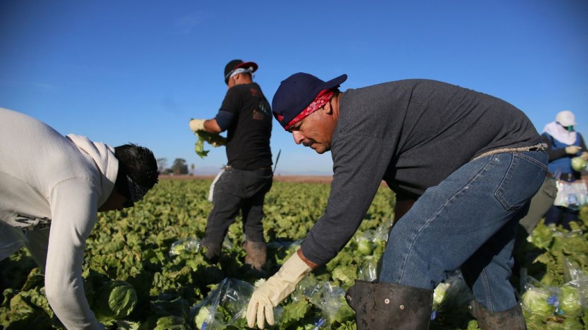 Trabajadores hispanos en California, en una foto de archivo.