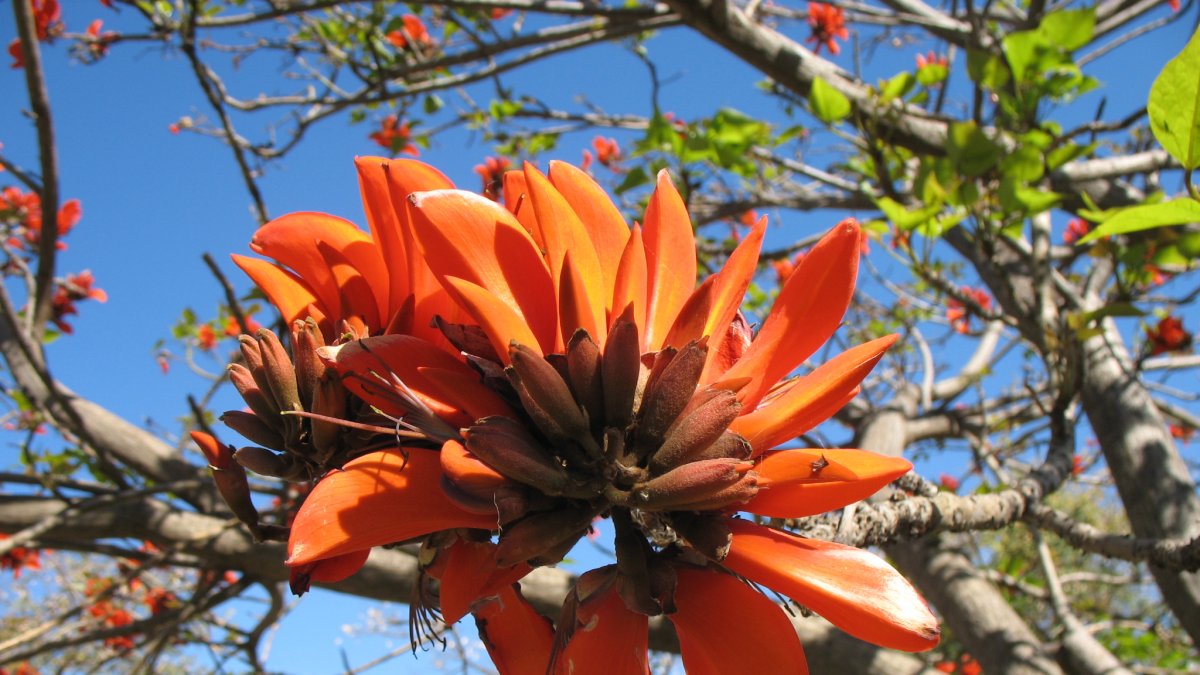 Erythrina caffra