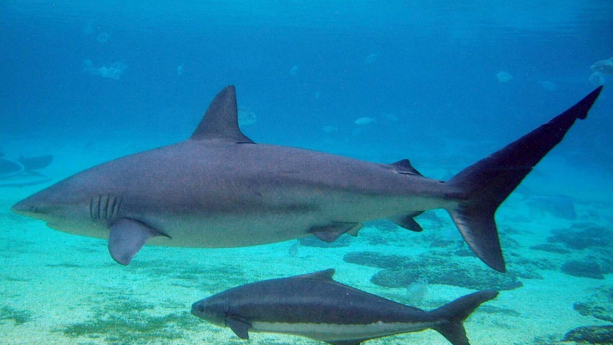 Tiburones en Brasil