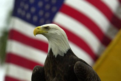 Un águila calva junto a la bandera nacional