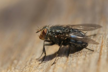 Mosca