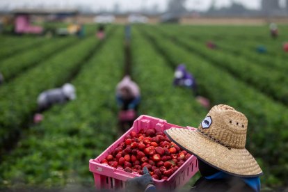 Un grupo de agricultores trabaja en un campo estadounidense