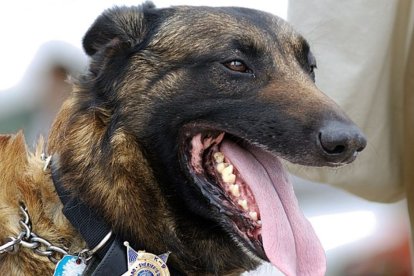 Cara de perro policía