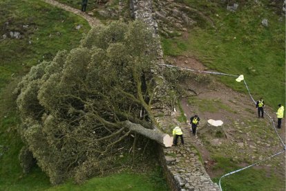 Sycamore Gap Tree.