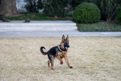 Commander jugando con Joe Biden en los jardines de la Casa Blanca en febrero de 2022.