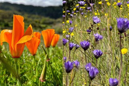 Una 'súper primavera' cubre California de flores después de semanas de lluvias torrenciales