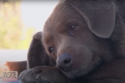 Captura de pantalla de un vídeo que Inside Edition realizó a Bobi, el perro más viejo del mundo. El can murió el sábado, 21 de octubre de 2023, a los 31 años.