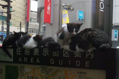 Imagen de archivo de varios gatos callejeros en una calle de China.