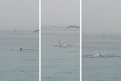 Captura de pantalla con tres momentos del ataque del tiburón al ciudadano ruso en el Mar Rojo.