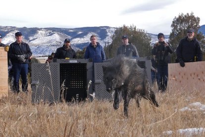 Las autoridades de Colorado liberan un lobo gris en el estado