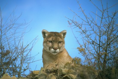 Imagen de archivo de un puma en California tomada en el año 2011.