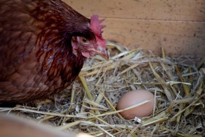 Imagen de archivo de una gallina ponedora. Una granja en Iowa tuvo que sacrificar a 4,2 millones de ejemplares tras detectarse un nuevo brote de gripe aviar.