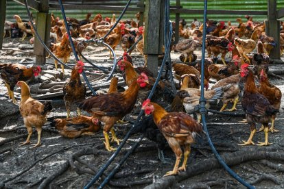 La OMS confirma primera muerte humana mundial por gripe aviar H5N2 en México